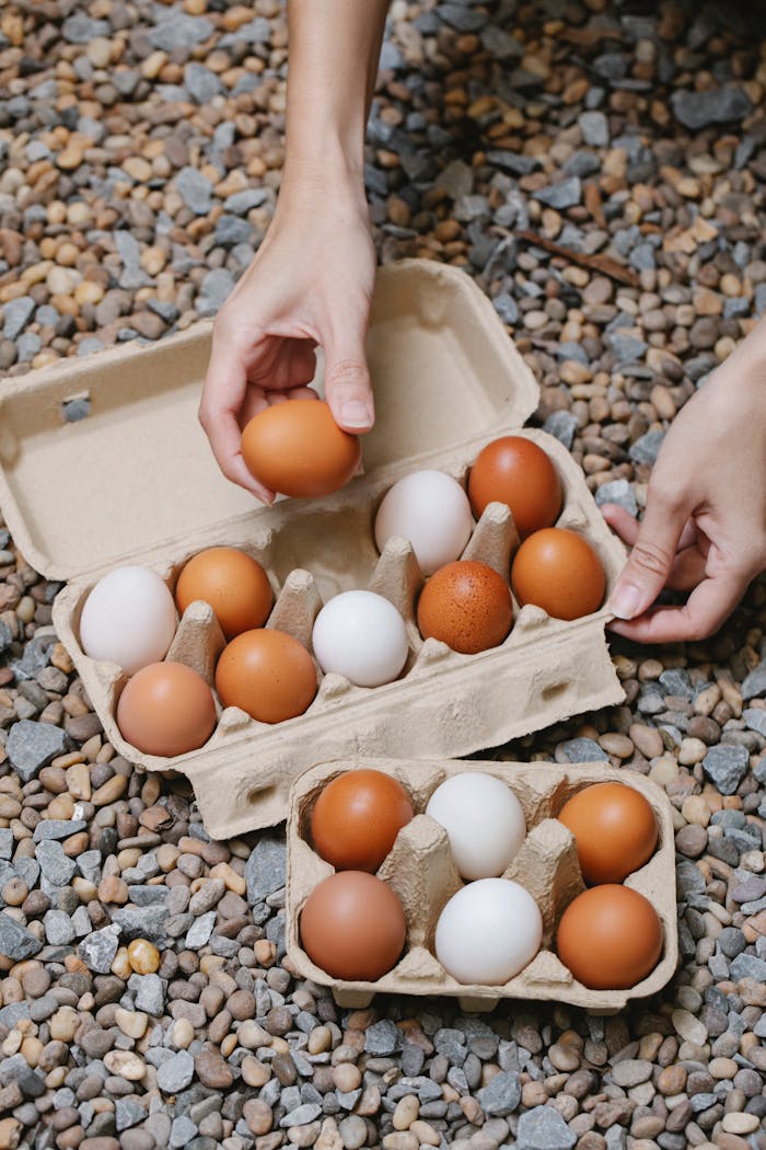 Woman putting chicken eggs in carton containers